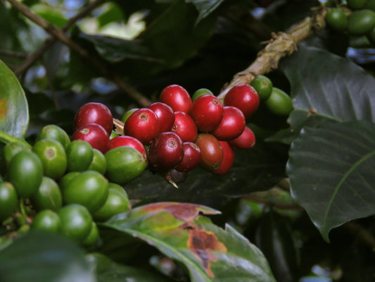 Coffee Certifications and Speciality Coffee Beans: Beyond the Seal
