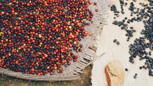 6 Coffee Processing Methods You Haven't Heard Of